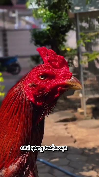 Cara memilih ayam yang bagus #shortvideo #ayambangkokimport #ayambangkokindonesia #anakayambangkok