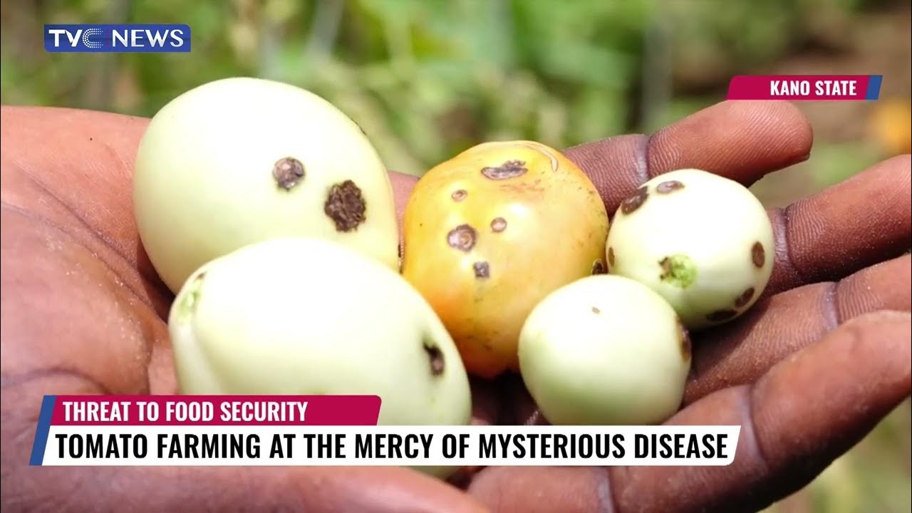 Threat To Food Security: Tomato Farming At The Mercy Of Mysterious Disease