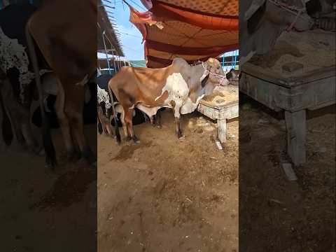 Malir Mandi| Mewashi Mandi  #mandi#mastfood #streetfood #viralvideo #trendingvideo #trending #viral