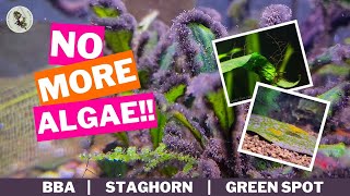 NO MORE ALGAE! The Solution To Black Beard Algae by Ellie's Exotics 1,651 views 1 year ago 5 minutes, 51 seconds