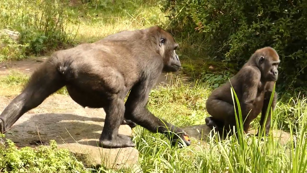 De 9 Apenheul gorilla's genieten van het leven. *The 9 Apenheul gorillas are enjoying life.*