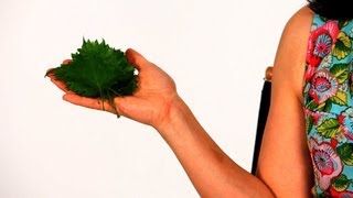 What Is Shiso? | Sushi Lessons