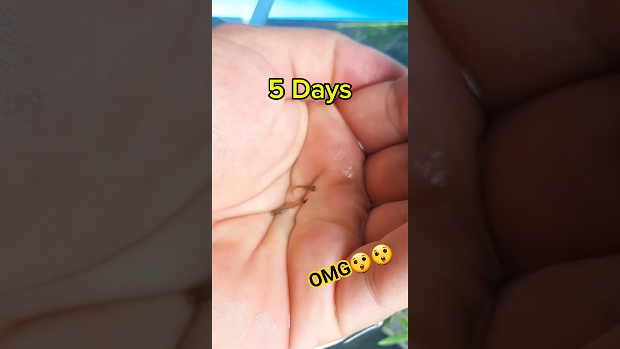 New born and 50 days guppy Baby timelapse 🥰🥰🥰 