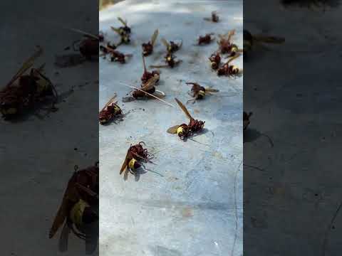 القضاء على الدبابير اعداء النحل        