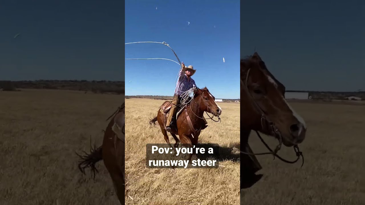 Pov Runaway Steer Cowboy Horse Roping Horses Cattle