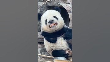 How are pandas not extinct? 😭 #shortvideo #panda #animals #cute #shorts