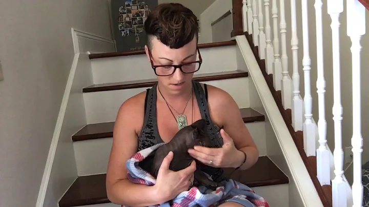 Why you MUST quarantine your new Kitten or Cat!