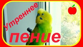 Утреннее пение попугая Тоши//Волнистый попугай//Птицы//Животные Утреннее пение попугая Тоши//Волнистый попугай//Птицы//Животные