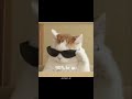 “Missed me? 😼” #cat #funny #shorts