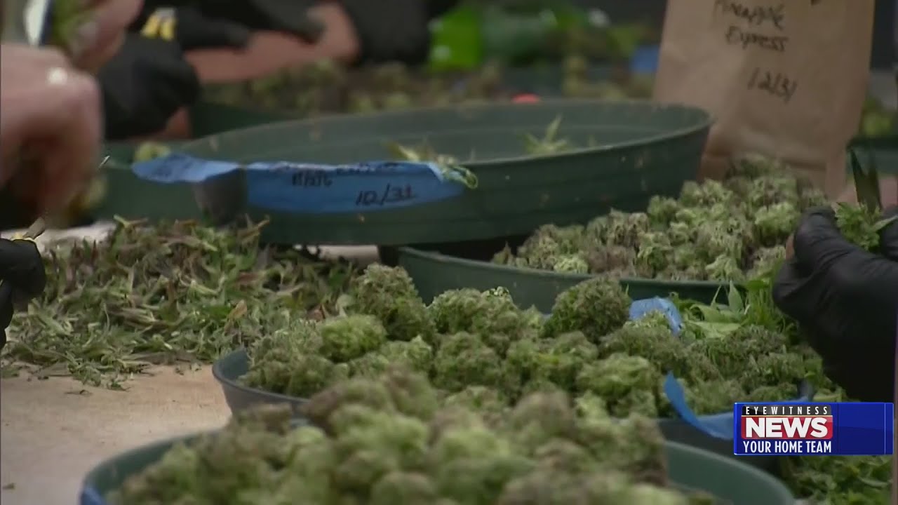 Illinois health departments warn of marijuana risks youtube