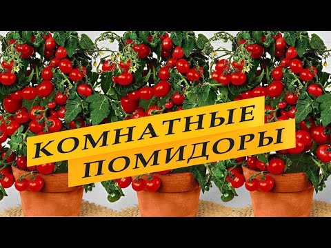 Видео: Размножение томатов ломтиками - можно ли выращивать растения из ломтиков помидоров