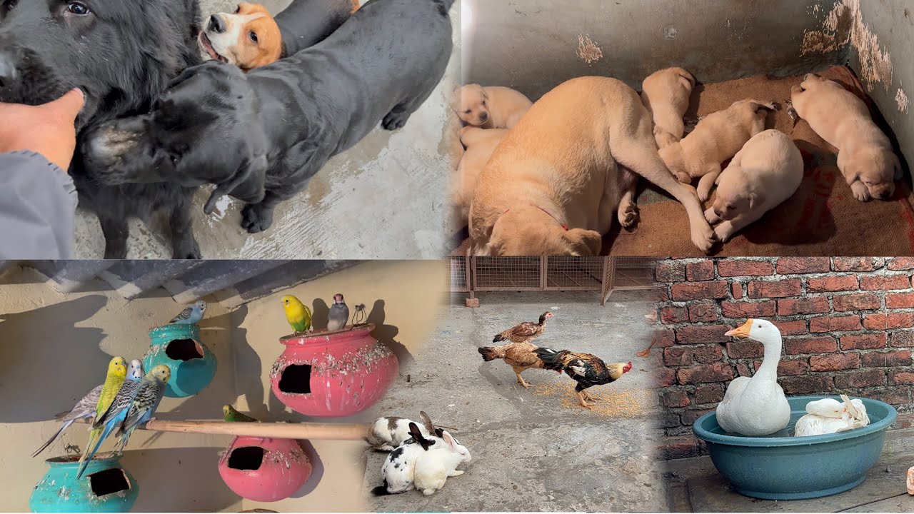 Bajri parrot na ke breeding shuru 🐣!! Dog Ke Sath ki Masti !! ￼
