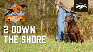 2 Down The Shore Hunting Dog Training technique | DDU Ep.11