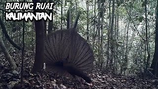 RUAI BIRD / KING PARADISE (Argusianus argus)