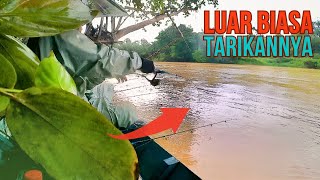 UDANG DISINI TETAP AGRESIF WALAUPUN HUJAN DAN PANAS‼️MANCING UDANG GALAH #mancingudanggalah #viral 