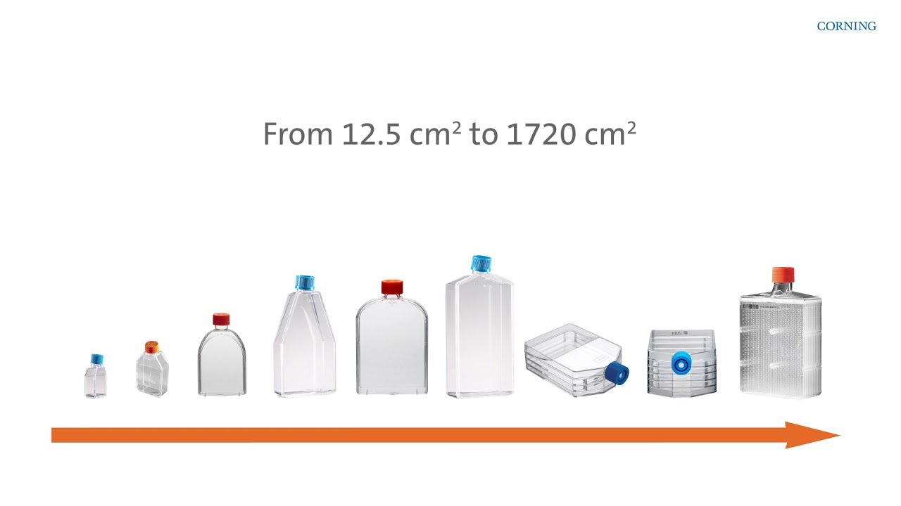 Vent Cap 25 cm2 Corning 3056 Sterile Cell Culture Flasks Angled Neck Corning Incorporated Pack of 10 Vent Cap 25 cm2 Corning 3056 Sterile Cell Culture Flasks Angled Neck Corning Incorporated Pack of 10