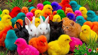 Download lagu Tangkap Ayam Lucu, ayam warna warni, ayam rainbow, kelinci lucu, bebek lucu, ikan koi, Hewan Lucu