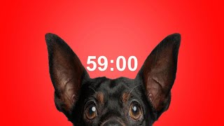 59 Minute Timer for School & Homework  Dog Bark Alarm Sound  Improve Focus & Productivity