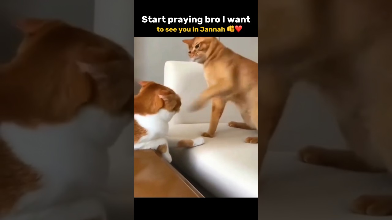 Funny Islamic memes | Memes funny | 