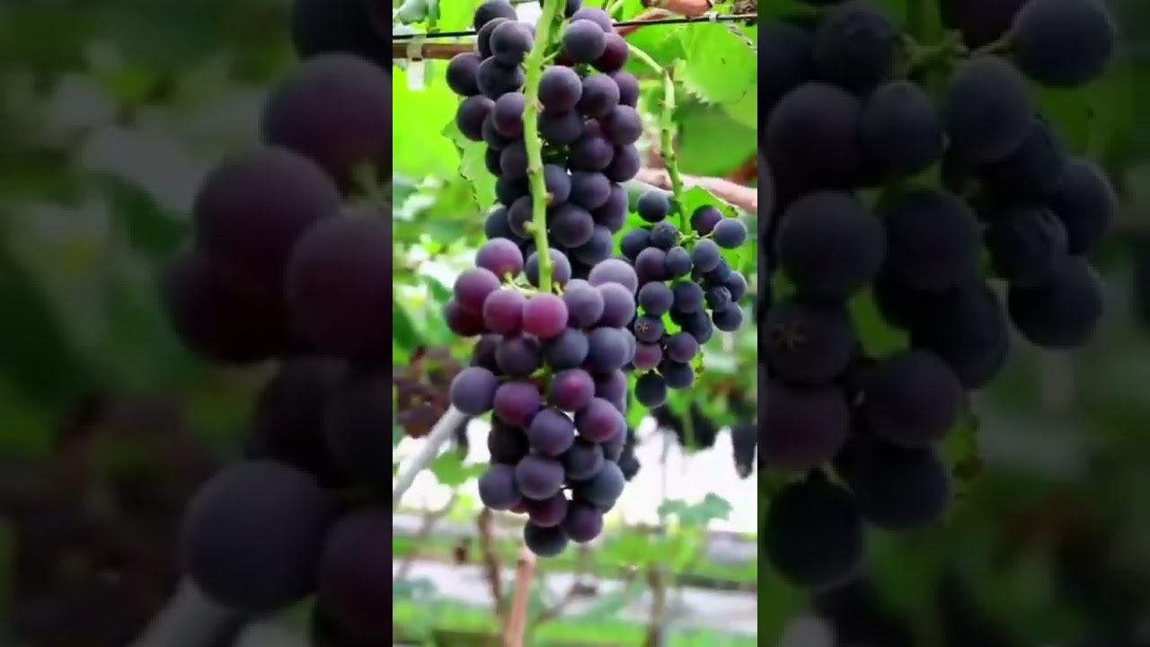 Grapes garden 