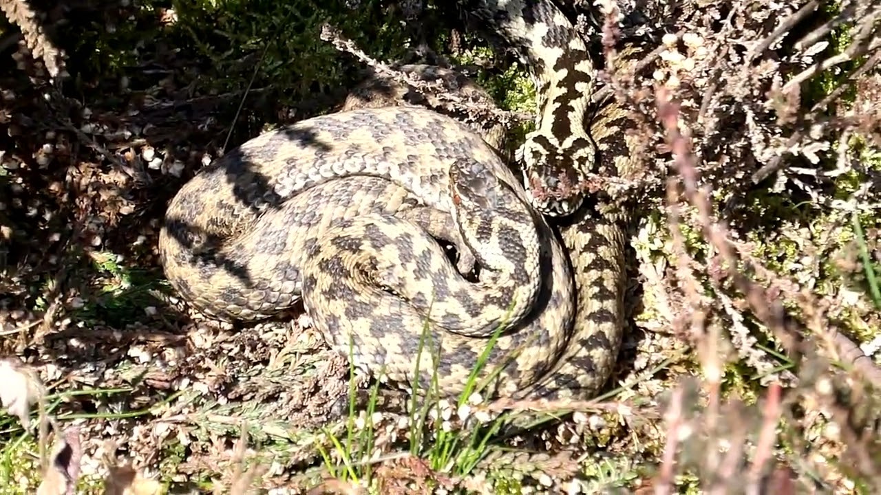 Two Adders