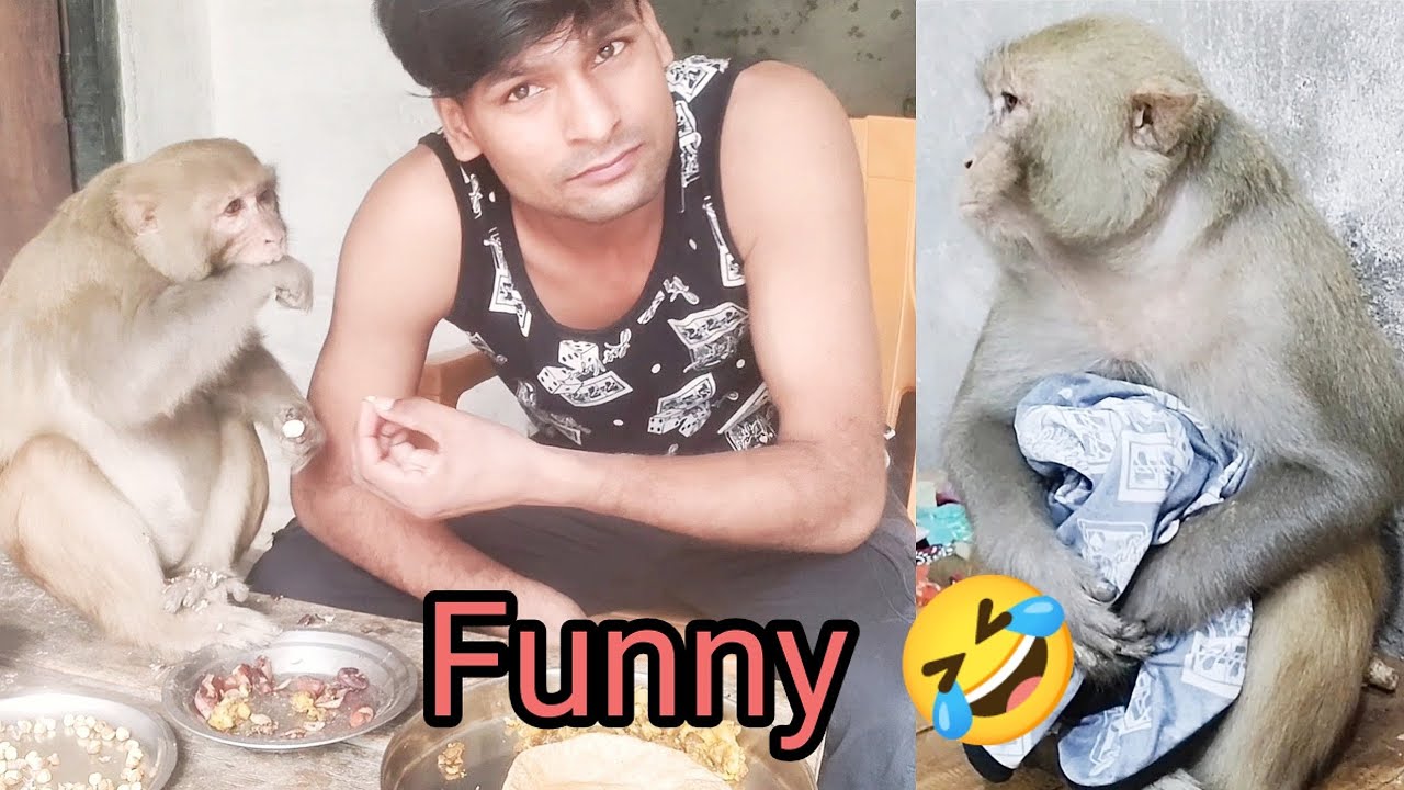 मंकी रानी फनी विडियो।। रानी अमेजिंग विडियो।। रानी फनी हरकतें।। Rani funny Activity ।।