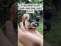 chicken Shorts Fluffy Hen NAILS the Jump Challenge &amp; Goes Viral #chicken #shorts
