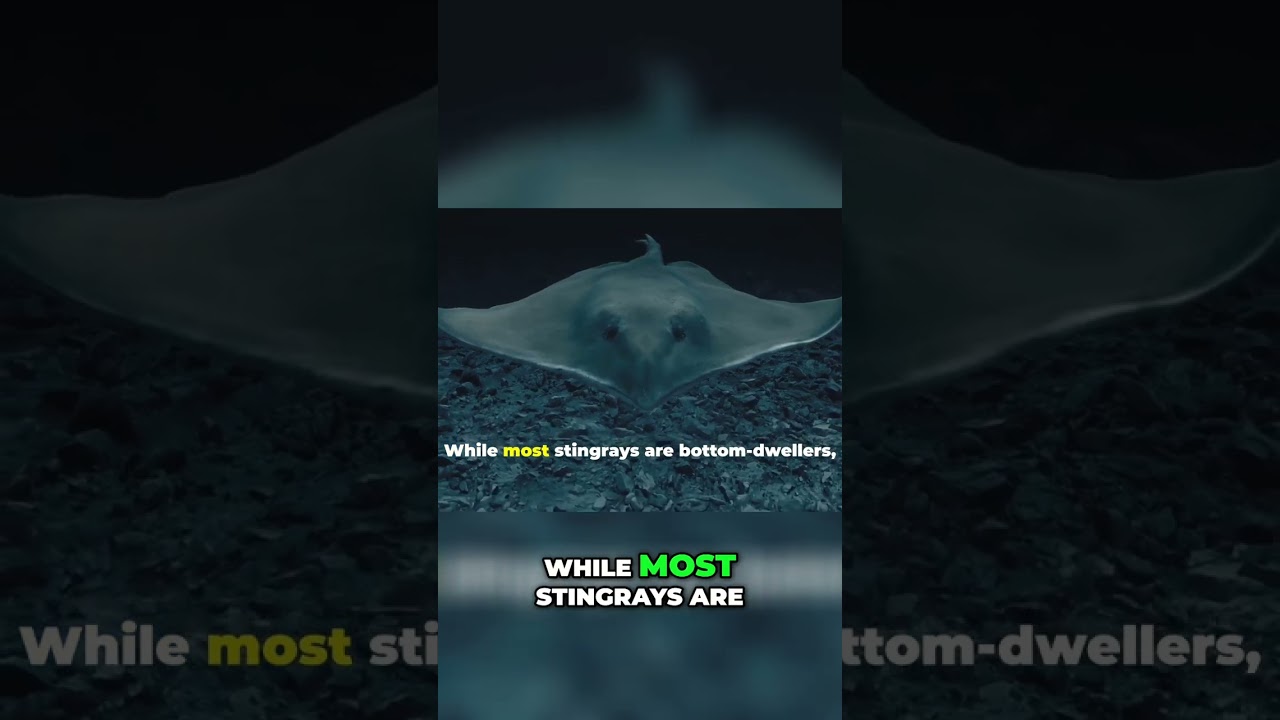 Manta Rays: The Ocean's Graceful Filter Feeders