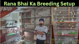 Cocktail Java Sparrow Lovebirds Breeding Setup Visit || Top Quality Breeder And Chicks || ASIF BIRDS