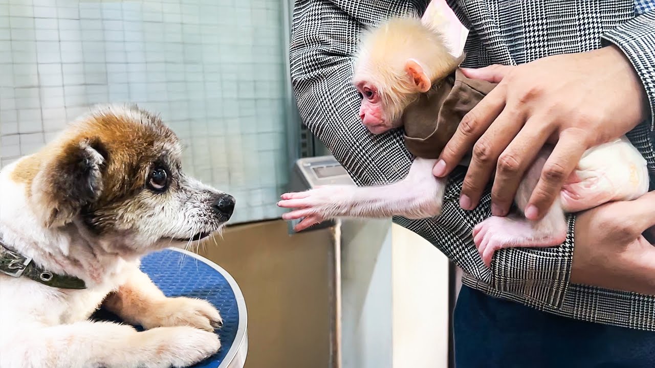 Monkey Baby Molly is curious to meet a new friend when Dad's Brother takes her to the Vet