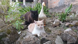 These cats and ducks play in an unforgettable garden🐈🦢💖 by Cat kucing 592 views 1 month ago 5 minutes, 16 seconds