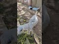teddy Bakra husn.. #trend #shortvideo