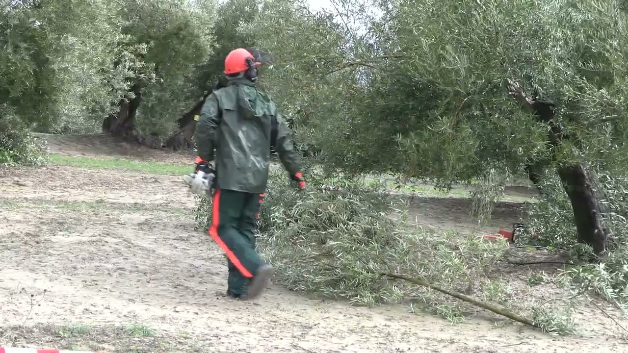 Primer Concurso Nacional de Poda del Comarca de las Villas