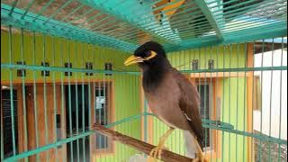 pancingan dan masteran jalak nias - yang bisu dan macet  langsung teriak gacor