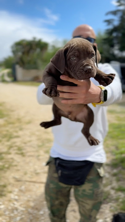 Most rare color ever in BOERBOELS 😱😱 #boerboel