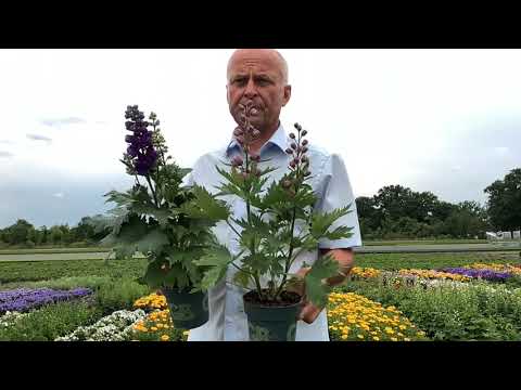 Video: Edele Delphiniums. Vegetatiewe Voortplanting