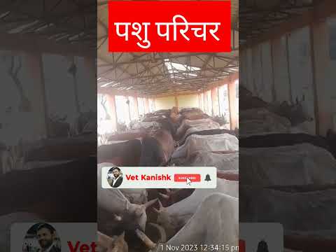 पश ओ क आव स प रब धन Pasuo Ki Aavash Pranali Viral Animal 
