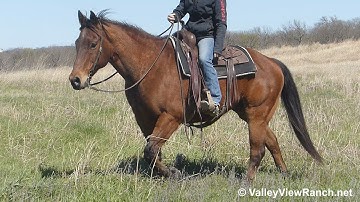 Colonel Peponita Flo - trail riding! - ValleyViewRanch.net