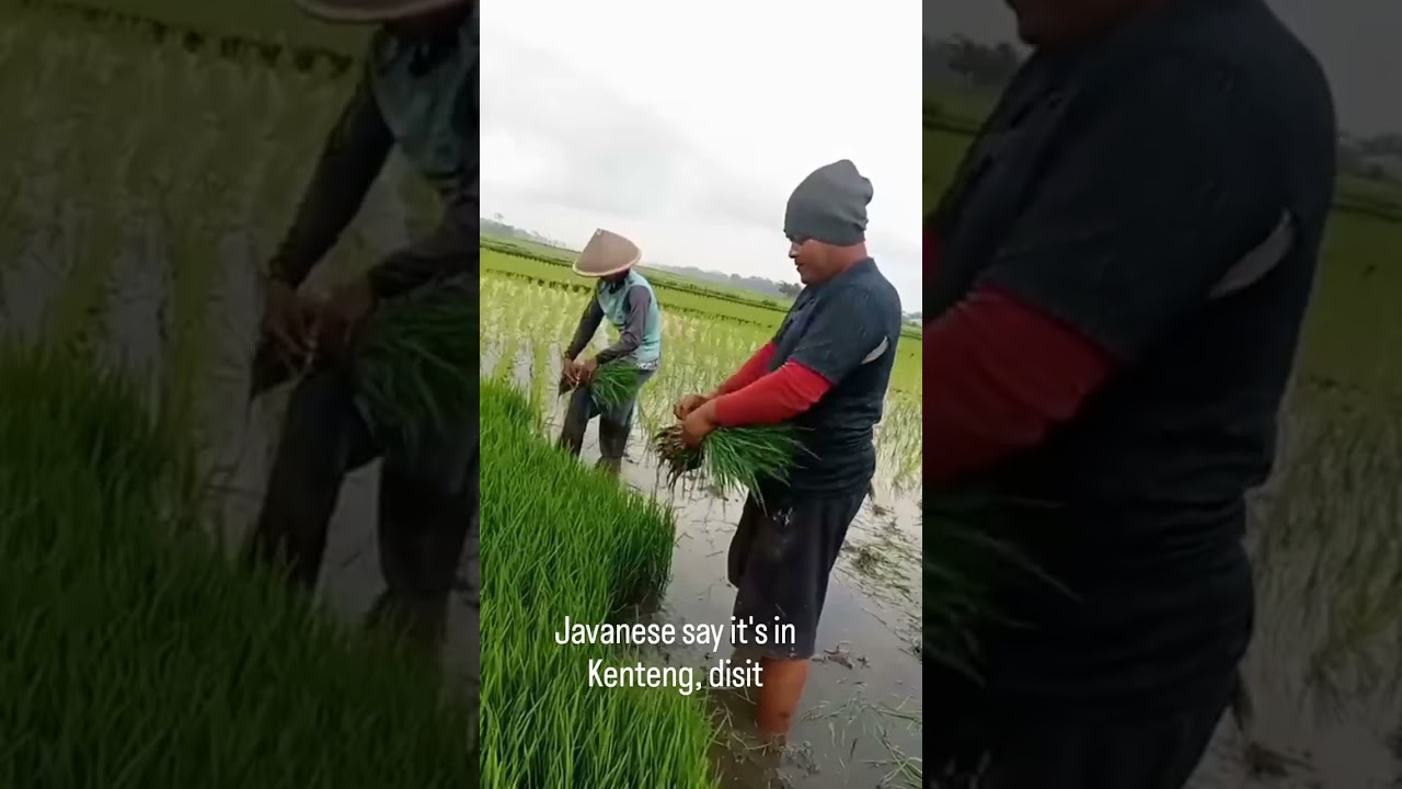 The process of manually removing rice seeds and manually planting rice @topo pur14