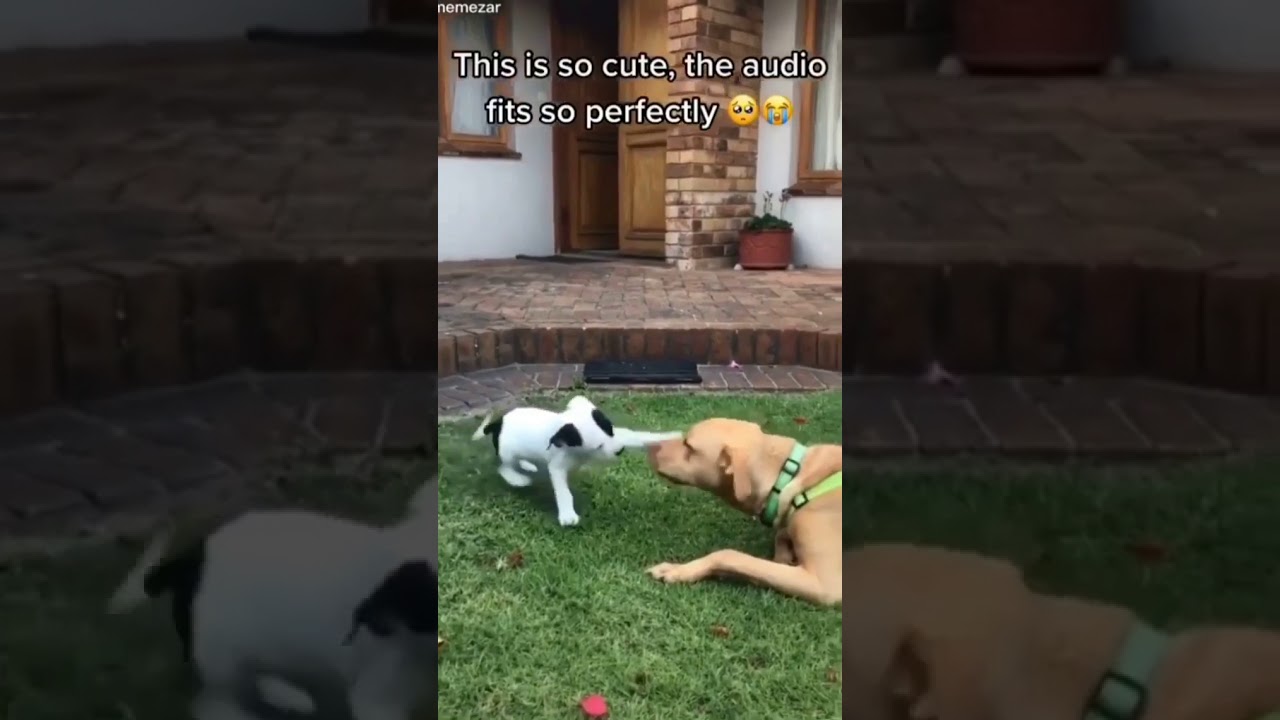 Dog Meets Puppy First Time