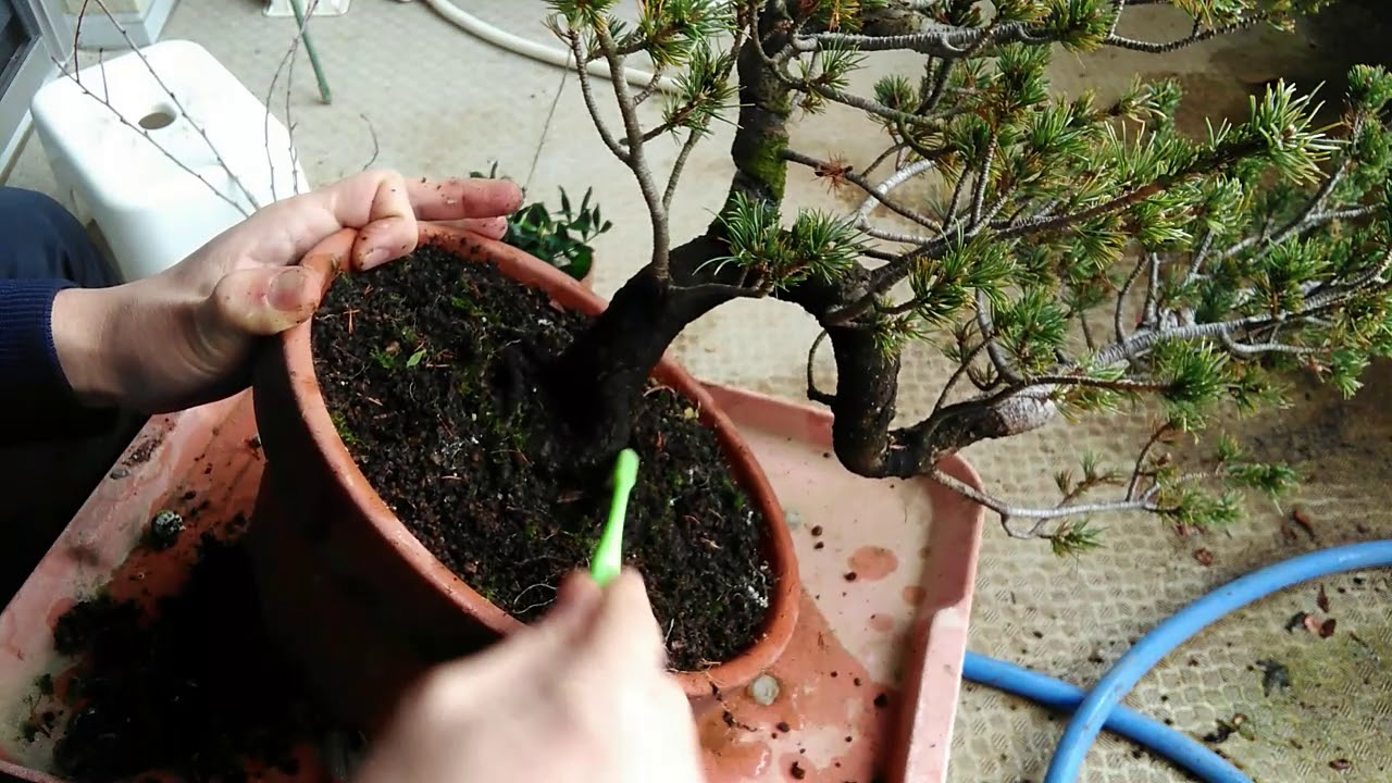 五葉松（瑞祥）3号（日々の手入れ）_Pinus parviflora（Zuisho）（No