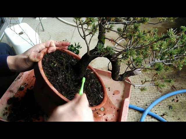 五葉松（瑞祥）3号（日々の手入れ）_Pinus parviflora（Zuisho）（No