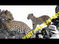 Leopard cubs fighting over meat interupted by elephant virtual safari  209