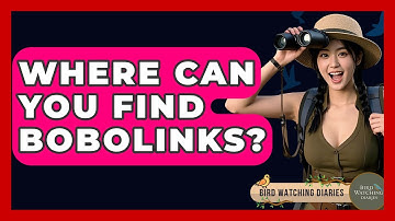 Where Can You Find Bobolinks? - Bird Watching Diaries