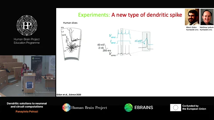 Panayiota Poirazi - Dendritic solutions to neuronal and circuit computations