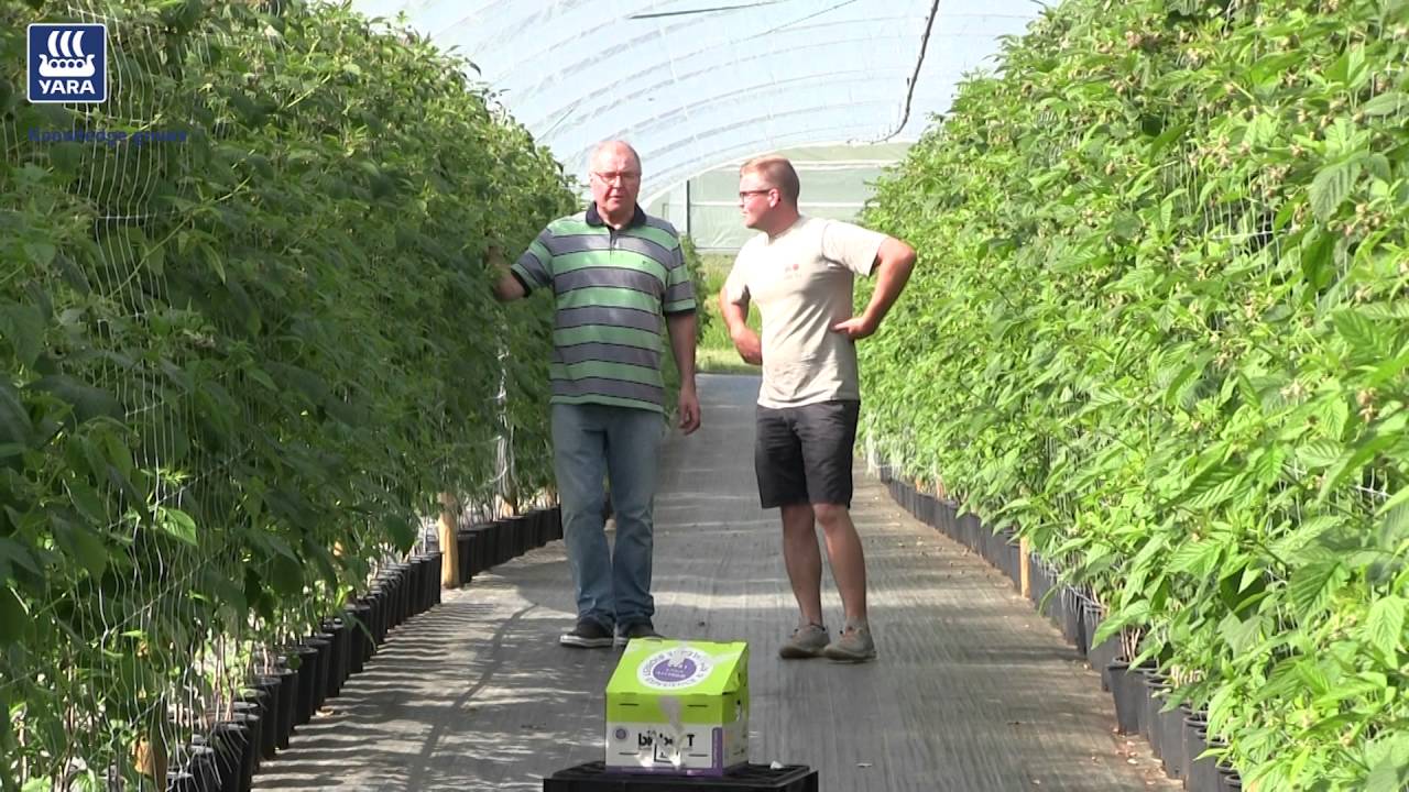 Tunnelivadelman viljely ja lannoitus