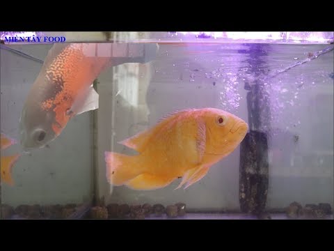 Video Cá Tai Tượng Da Beo | Cá Phát Tài | Cá Hồng Kỳ Phát... - youtube
