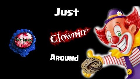 Python Regis (Clown) Ball Python  #pyrhonregis #clown