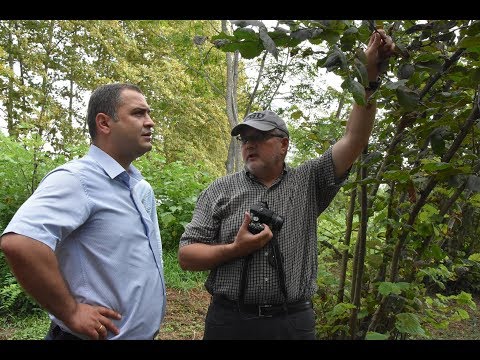 ამერიკელი ეტიმოლოგი სამეგრელოში ვითარებას ეცნობა.