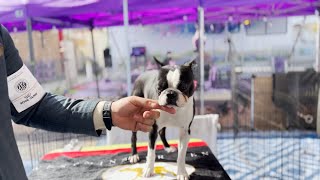 Sunmaid Kennel Dog Show | Valley PBS Spotlight